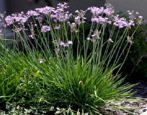 Society Garlic — Dayton, TX — Precision Lawns