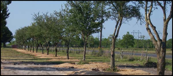 Spade Trees — Dayton, TX — Precision Lawns