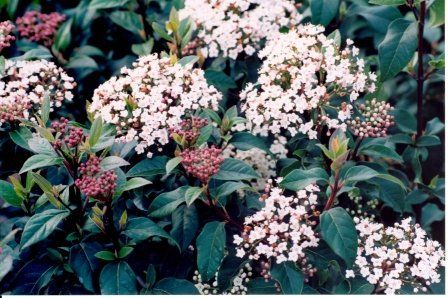 Spring Bouquet Viburnum in Bloom — Dayton, TX — Precision Lawns
