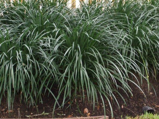 Super Giant Liriope — Dayton, TX — Precision Lawns