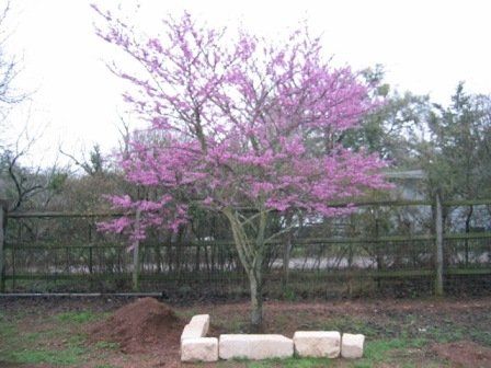 Texas Red Bud Tree — Dayton, TX — Precision Lawns