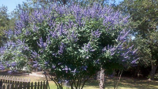 Vitex with Flower — Dayton, TX — Precision Lawns