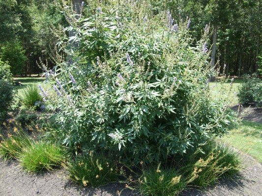 Vitex — Dayton, TX — Precision Lawns