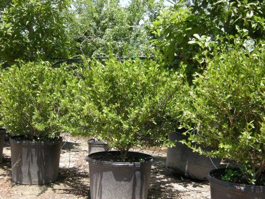 Walters Viburnum — Dayton, TX — Precision Lawns