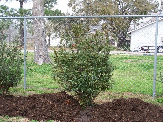 Wax Myrtle — Dayton, TX — Precision Lawns