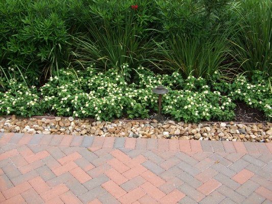 White Lantana — Dayton, TX — Precision Lawns