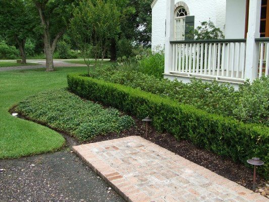 Wintergreen Boxwood — Dayton, TX — Precision Lawns