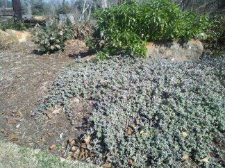 Wooly Stemodia — Dayton, TX — Precision Lawns