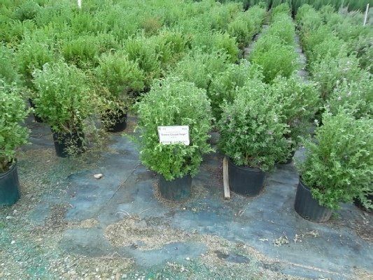 Green Cloud Texas Sage — Dayton, TX — Precision Lawns