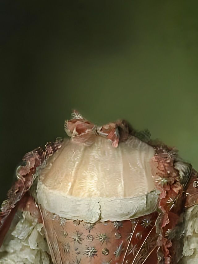 Pink and white historical doll costume with ruffled collar and intricate embroidery.