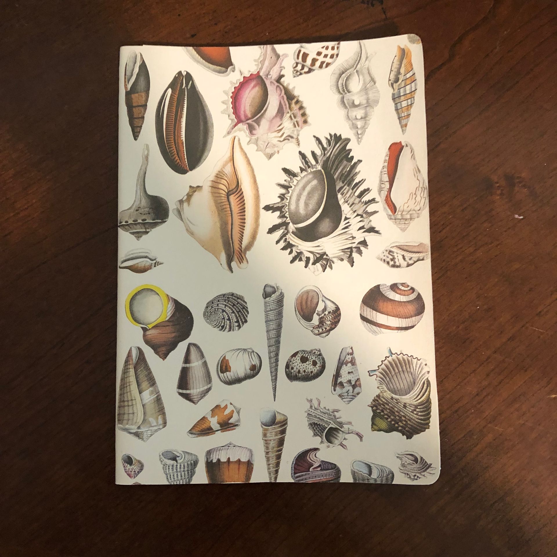 Notebook with illustration of various seashells on a wooden table.