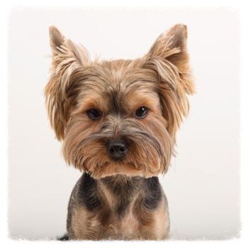 cute-yorkshire-terrier-