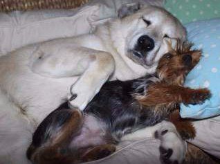 Yorkie snoring and sleeping funny