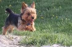 how fast can yorkies run