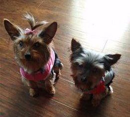 two-yorkies-boy-and-girl