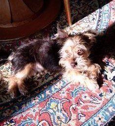 Yorkshire Terrier Italy