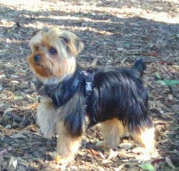 Yorkshire Terrier strap harness