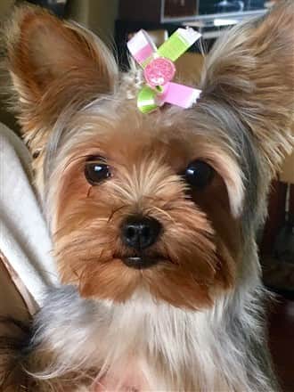 very cute Yorkie, close up