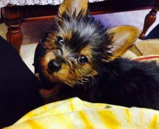 little black and tan Yorkie puppy