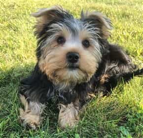 frontline for yorkies