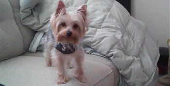 confident-yorkie