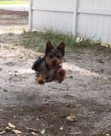 male Yorkshire Terrier jumping