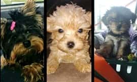three Yorkshire Terriers