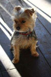 2 year old Yorkie