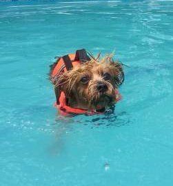 Yorkie dog swimming