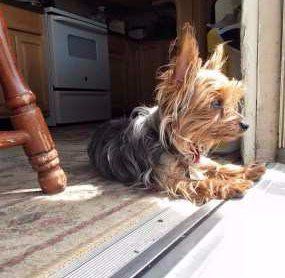 Yorkie looking out of house