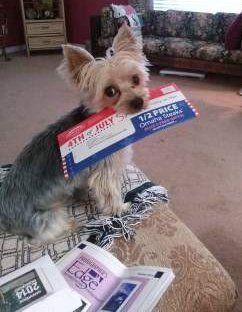 chewing Yorkie with paper in mouth