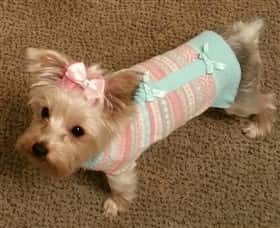 female-yorkie-wearing-sweater