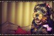 young Yorkie puppy looking surprised