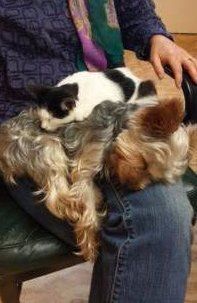 Yorkshire Terrier sleeping with cat