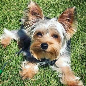 yorkie-outside-on-grass