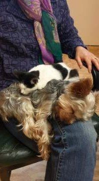 Yorkshire Terrier sleeping with cat