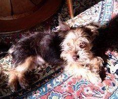 Yorkshire Terrier Italy