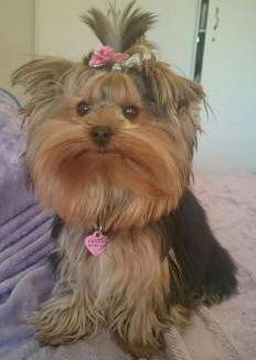 Yorkshire Terrier Snacks And Treats