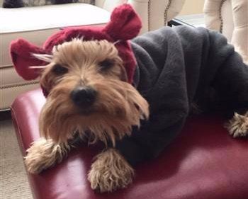 warm clothing for Yorkie