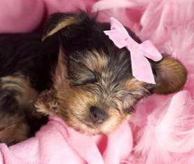 5 week old newborn Yorkshire Terrier puppy