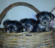 basket of Yorkie puppies