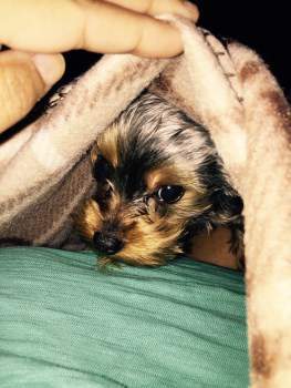 can 1 month old puppy take a bath