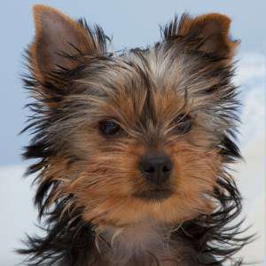 6 month old Yorkie pup