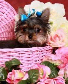 6 week old newborn Yorkie
