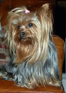 6 year old Yorkshire Terrier