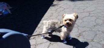 Yorkie on leash