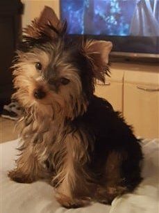 The Best Shampoos and Coat Products for a Yorkie