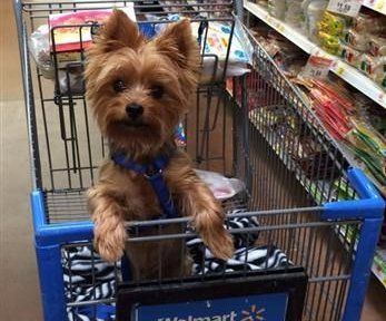 Yorkie in blue harness