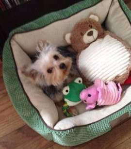 Yorkie 5 month old female