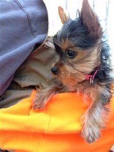 side view of Yorkie